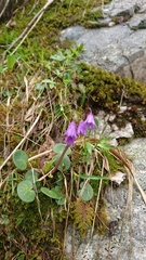 Soldanella carpatica