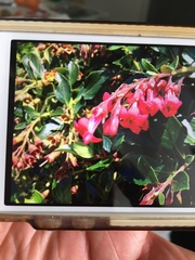 Escallonia rubra macrantha