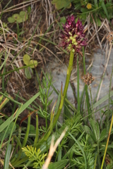 Gymnadenia