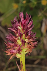 Gymnadenia
