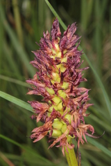 Gymnadenia