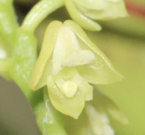 Polystachya concreta
