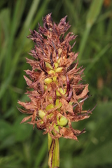 Gymnadenia