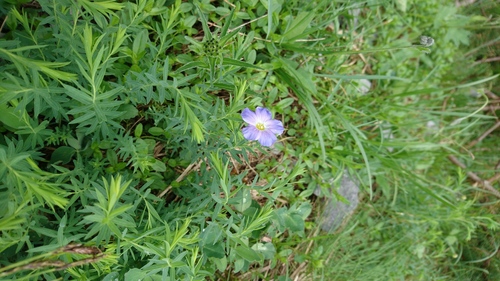 Linum extraaxillare (Linum extraaxillare)