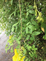 Crotalaria agatiflora
