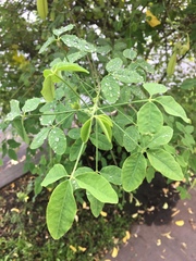 Crotalaria agatiflora