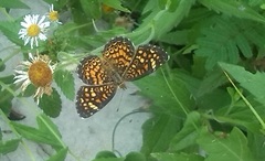 Phyciodes graphica graphica