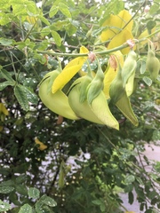 Crotalaria agatiflora