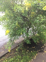 Crotalaria agatiflora