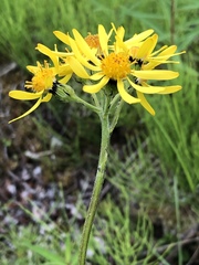 Senecio lugens