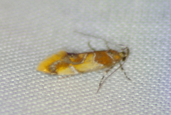 Epicallima argenticinctella