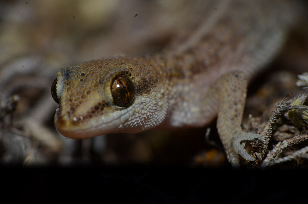 South American Marked Gecko