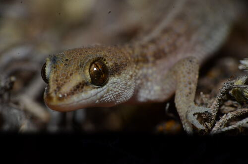 Banded marked gecko, Homonota fasciata