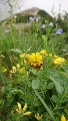Trifolium badium