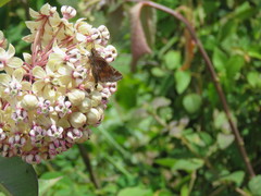 Asclepias similis