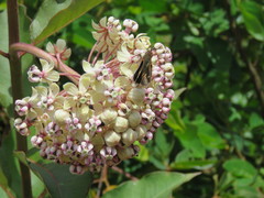 Asclepias similis