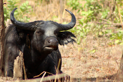 Syncerus caffer brachyceros