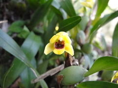 Maxillaria variabilis