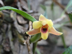 Maxillaria variabilis