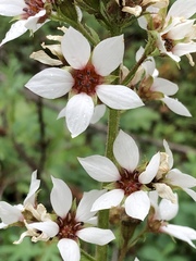 Boykinia richardsonii