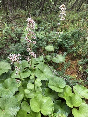 Boykinia richardsonii