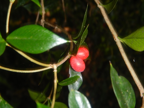 Chain fruit (Alyxia oblongata)
