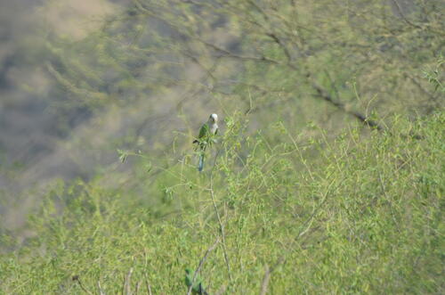 Cliff Parakeet (Myiopsitta luchsi), photo 4