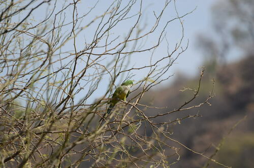 Cliff Parakeet (Myiopsitta luchsi), photo 5