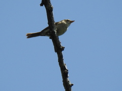 Phylloscopidae
