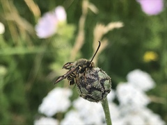 Bembecia ichneumoniformis