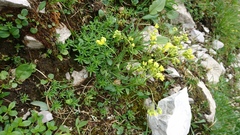 Biscutella laevigata