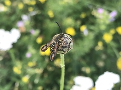 Bembecia ichneumoniformis