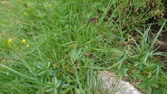 Carex atrata