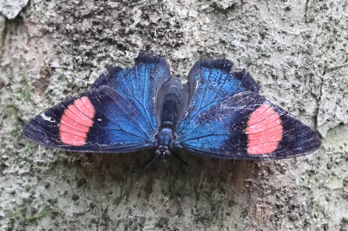 Batesia hypochlora