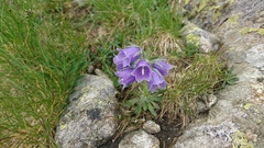 Campanula alpina