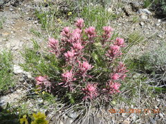 Castilleja angustifolia angustifolia