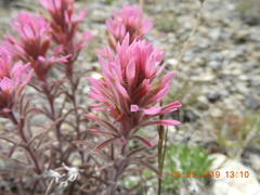 Castilleja angustifolia angustifolia