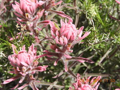 Castilleja angustifolia angustifolia