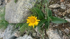 Doronicum clusii