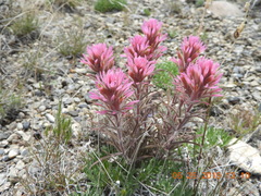 Castilleja angustifolia angustifolia