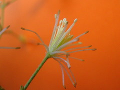 Clematis brasiliana