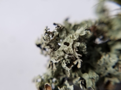 Hypogymnia lophyrea