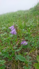 Soldanella carpatica