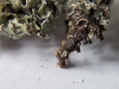 Hypogymnia lophyrea