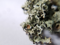 Hypogymnia lophyrea