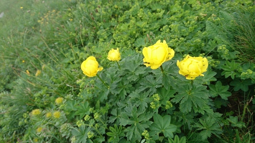 zlatna jabuka (Trollius europaeus)