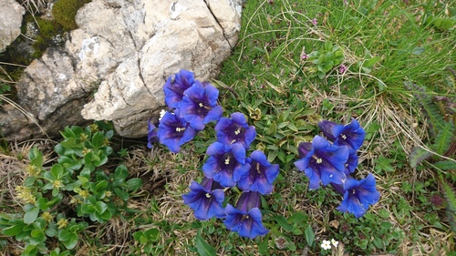 Kluzijeva sirištara (Gentiana clusii)
