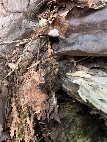 American Toad