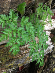 Conioselinum