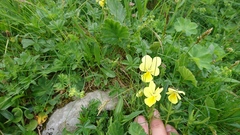 Viola lutea sudetica